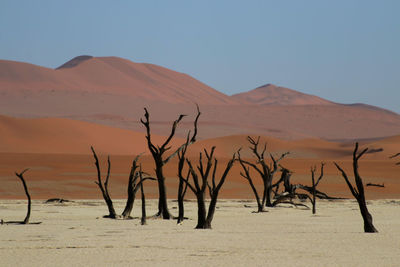 Bare trees on desert against sky