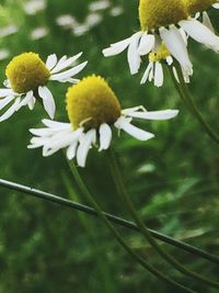 Close-up of yellow flowers blooming outdoors