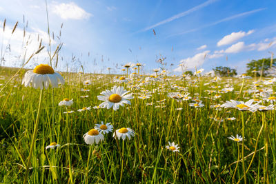 Close-up of white flowering plants on field against sky
