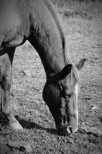 Horse grazing on field