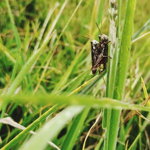 Close-up of butterfly on grass