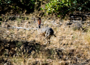 Rabbit running on field in forest