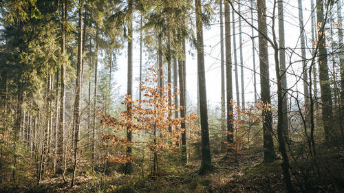 Trees in forest during autumn