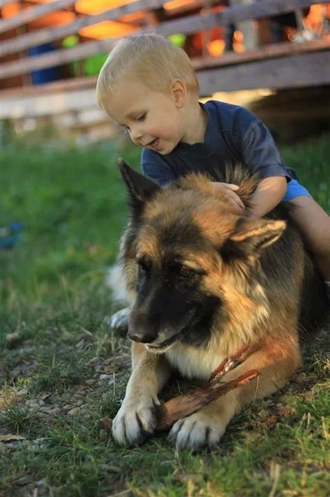 dog, pets, animal themes, one animal, domestic animals, mammal, lifestyles, cute, leisure activity, childhood, elementary age, innocence, holding, person, looking at camera, portrait, focus on foreground, pet owner