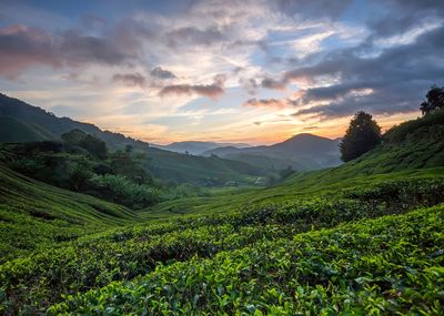 Scenic view of agricultural field against sky during sunset