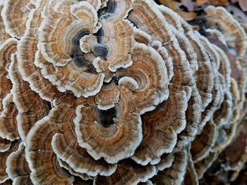 Full frame shot of mushrooms