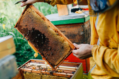 Close-up of bee on hand