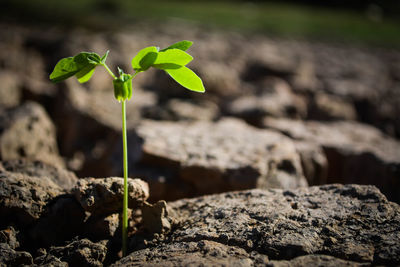 Close-up of seedling amidst rocks