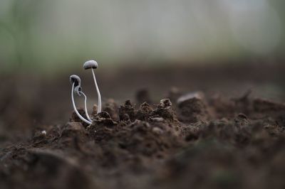 Close-up of plant growing on field