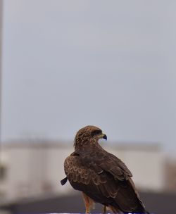 Close-up of a black kite perching on the terrace 