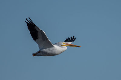 Low angle view of bird flying against clear sky