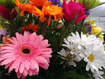 Close-up of pink daisy flowers