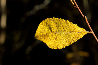 Close-up of yellow leaf during autumn