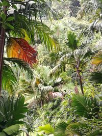 Close-up of coconut palm trees