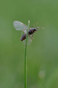 Close-up of insect on flower