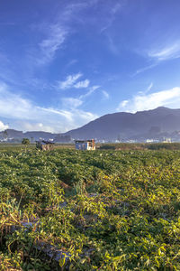 Scenic view of field against sky