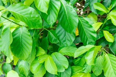 Full frame shot of green leaves