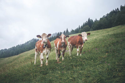 Horses in a field