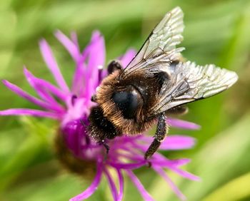 Close-up of honey bee pollinating on pink flower