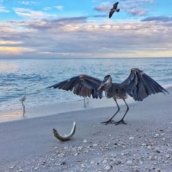 Birds flying over beach against sky during sunset