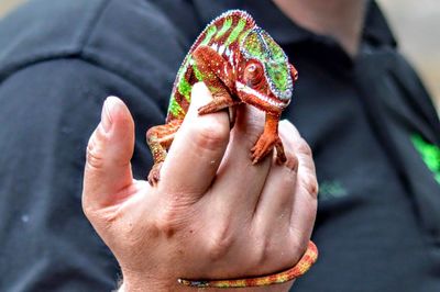 Close-up of person holding chameleon 