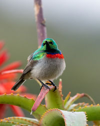 Close-up of bird perching on branch