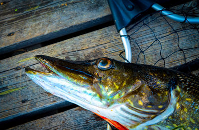 Close-up of fish on wood