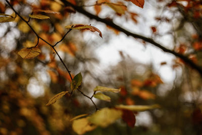 Low angle view of leaves on plant during autumn