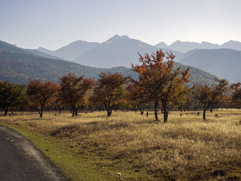 Trees on landscape against sky during autumn