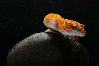 Close-up of fish swimming in water