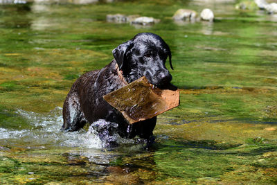 Portrait of a black labrador retriever carrying a huge stone in a river 