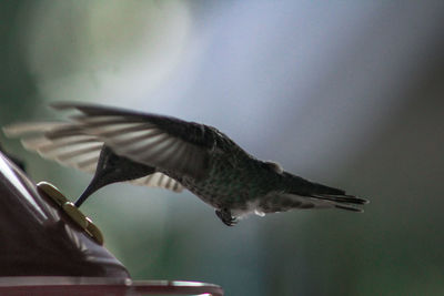 Close-up of bird flying