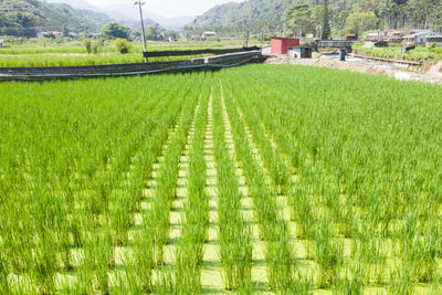 Scenic view of rice field