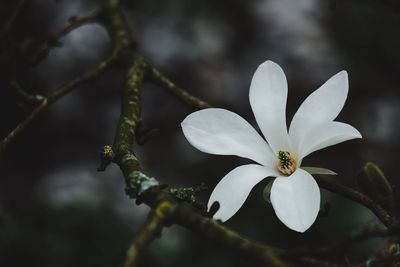 Close-up of white flowers