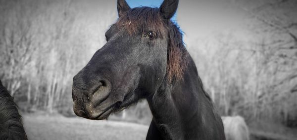 Close-up of horse in field