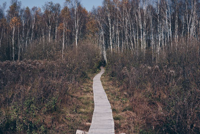 Footpath amidst trees in forest