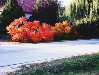 Close-up of flower tree by road