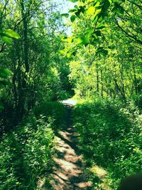 Footpath in park