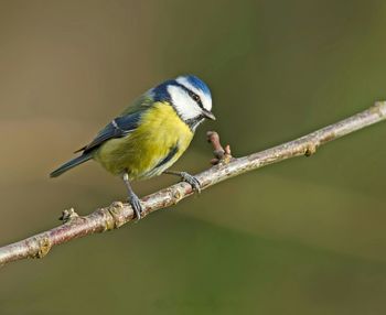 Bird perching on white background