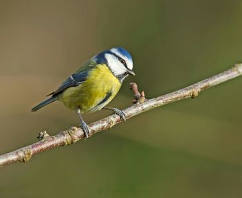 Bird perching on white background