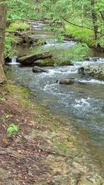 Scenic view of river in forest