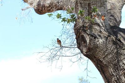 Low angle view of tree trunk