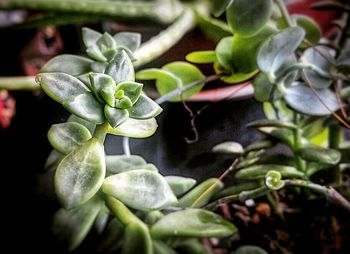 Close-up of fresh green plant