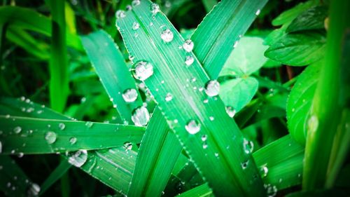 Close-up of raindrops on leaves