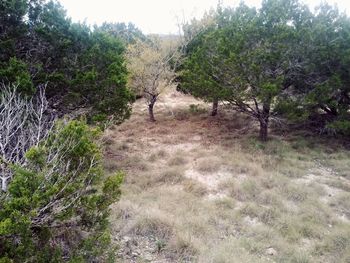 Trees growing on field