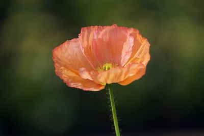 Close-up of orange poppy flower