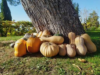 Close-up of pumpkins