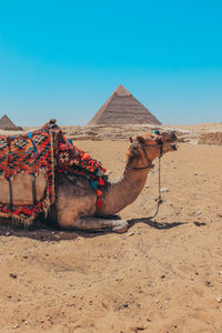 Camel and pyramid on sand at desert against clear sky