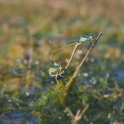 Close-up of dragonfly on plant