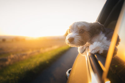 Close-up of squirrel